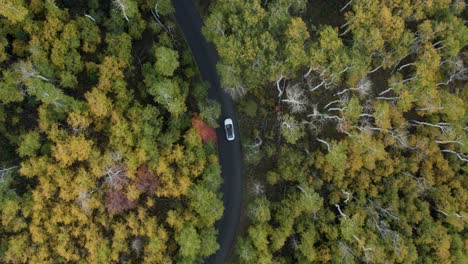 Car-driving-on-asphalt-road-winding-through-autumn-forest,-overhead