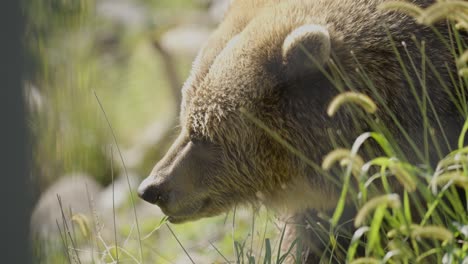 Grizzly-bear-chewing-grass