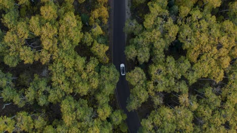 Car-riding-slowly-through-dense-autumn-forest-in-Utah,-overhead
