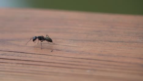 Black-carpenter-ant-looking-for-place-to-nest-in-wood,-outdoors