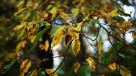 Schöne-Aufnahme-Einiger-Blätter-In-Einem-Landschaftswald-Im-Herbst-Oder-Herbst