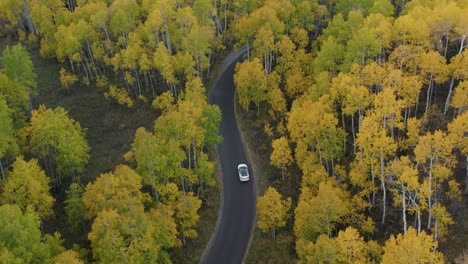 Vehicles-drive-curvy-forested-road---aerial-view-of-tree-canopy-fall-colors