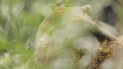 Close-up-of-Grizzly-Bear-fur-through-a-bush