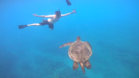 Giant-Green-Sea-Turtle-Swimming-Underwater-In-Oahu,-Hawaii,-USA