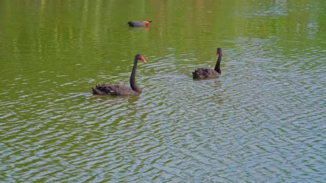 Black-swan-on-the-lake