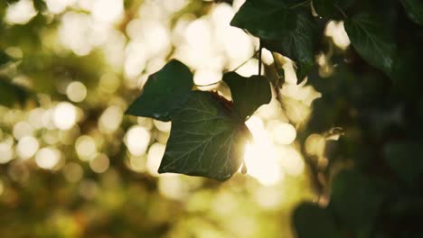 Sonne-Scheint-Durch-Grüne-Blätter-In-Einer-Wunderschönen-Landschaft-Im-Herbst