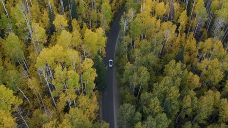 Car-drives-on-a-black-road-between-trees-in-yellow-autumn-colors