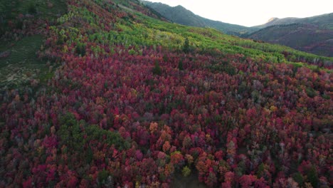 árboles-Densos-En-El-Bosque-De-Montaña-Con-Hojas-De-Otoño-En-Utah,-Estados-Unidos
