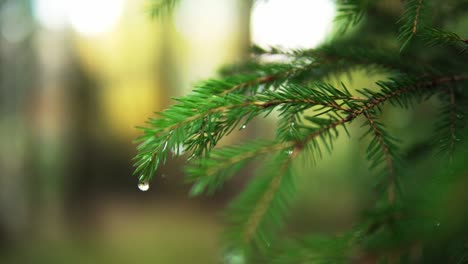 Waterdrop-hanging-at-a-pinetree-in-a-scenery-forest-in-the-nature-in-fall