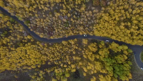 Colorful-autumn-season-in-Utah---yellow-aspen-trees-on-side-of-Alpine-Scenic-Loop,-aerial-overhead-view