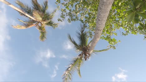 View-from-bottom-on-top-of-palm-tree-with-sky,-nobody