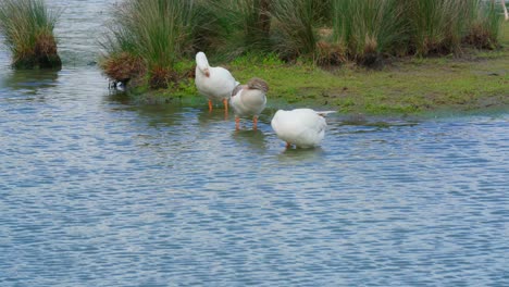 male-wild-gooses-and-female-gooses-clean-them-self-on-the-lake