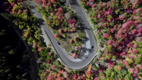 Auto-Fährt-Auf-Einer-Straße-Zwischen-Bäumen-Herunter,-Die-In-Herbstfarben-Gefärbt-Sind
