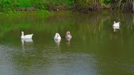 Gooses-floating-on-the-lake-enjoying-the-sunlight