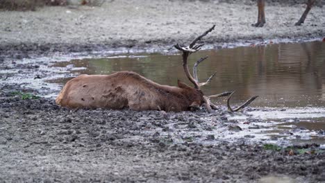 Bull-Elk-Wallowing-During-Fall-Mating-Season