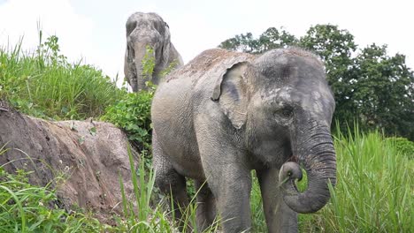 Baby-thai-elephant-getting-down-a-hill-in-Chiang,-Mai,-Thailand