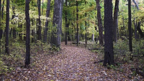 Schöne-4K-Aufnahme-Vom-Gehen-Auf-Einem-Pfad-Durch-Den-Wald-Mit-Bunten-Herbstblättern