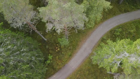 Aerial-top-down-of-winding-path-leading-through-a-thick-green-forest