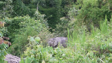 Wild-asian-elephant-in-the-distance-eating-some-grass-in-thailand