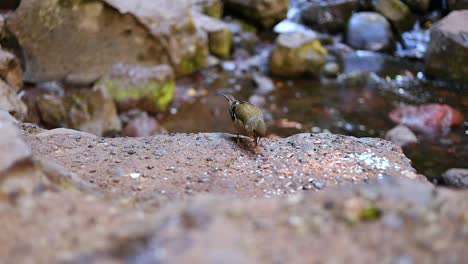 colorful-native-bird-of-a-tropical-island-eats-bread-crumbs-on-a-river-rock