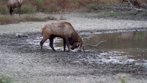 Bull-Elk-Splashing-In-the-Mud