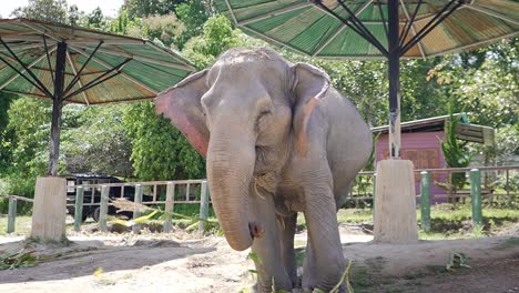 Gesunder-Großer-Elefant,-Der-Maisgras-In-Einem-Der-Schutzgebiete-Thailands-In-Chiang-Mai-Isst