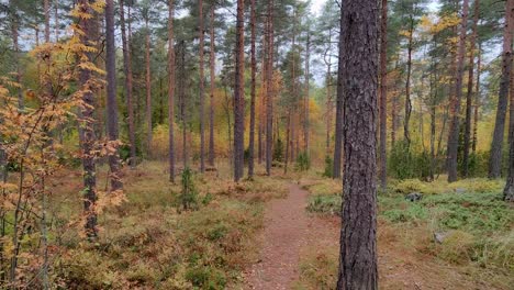 Point-of-view-walking-in-a-forest-during-autumn