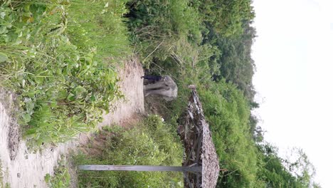 Vertical-video-of-an-elephant-walking-out-of-the-bush-in-Chiang-Mai,-Thailand