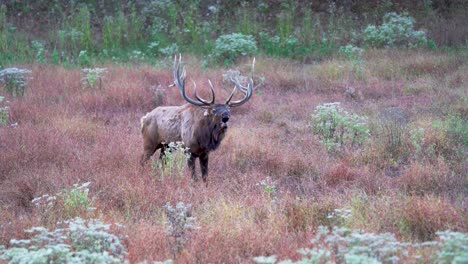 Bull-Elk-Bugling-To-Attract-Females-During-Fall-Rut