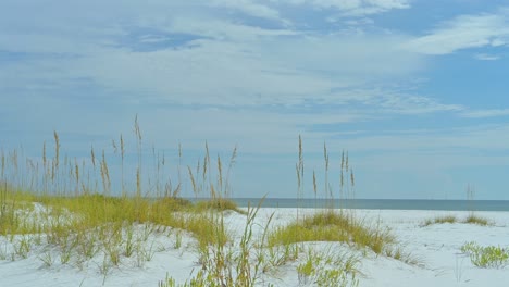 dunes-with-sea-oats-at-the-national-seashore-since-Clear-drive-sky,-white-sand,-clear-emerald-water-Pensacola-to-Navarre-beach