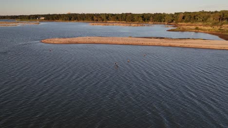 Pelicans-fishing-along-the-marsh-on-Mobile-Bay,-Alabama