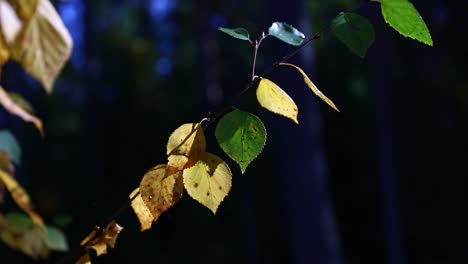 Close-up-of-yellow-and-green-birch-leaves-waving-in-a-wind