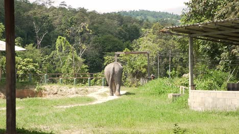 Elephant-walking-back-in-to-nature-in-Chiang-mai,-Thailand