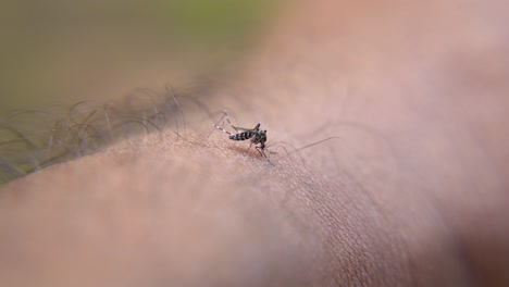 Las-Picaduras-De-Mosquitos-Causan-Enfermedades-Como-El-Dengue-Y-La-Malaria.