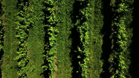 wine-vine-yard-aerial-view