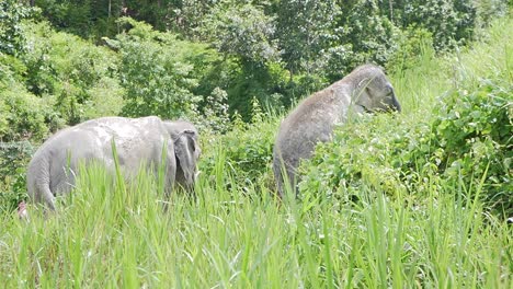 2-wild-asian-elephants-walking-up-the-hill-with-tall-grass,-in-the-northern-thai-mountains