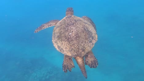 Große-Männliche-Grüne-Meeresschildkröte