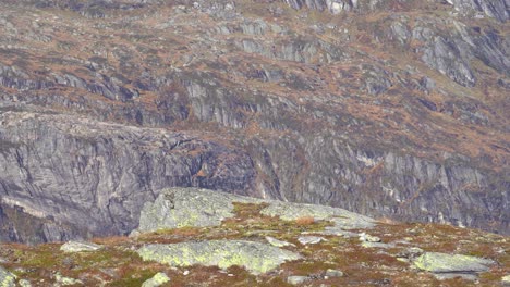 Kameradrohne-Schwebt-über-Felsen-Und-Fliegt-Auf-Kamera-Zu,-Bevor-Sie-Auf-Der-Linken-Seite-Dicht-Vorbeifährt---Drohnenfliegen-In-Der-Natur-Mit-Felsiger-Bergwand-Im-Hintergrund---Nesheimer-Berg-Vaksdal-Norwegen