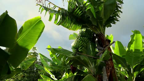 Plantación-De-Plátanos-En-Una-Zona-Tropical,-Mini-Plátanos-En-Los-árboles