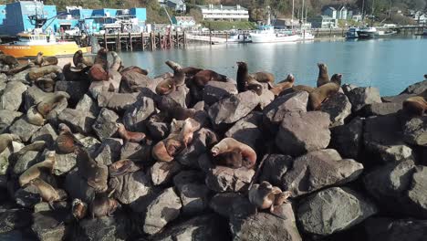 sea-lions-perched-on-breakwater