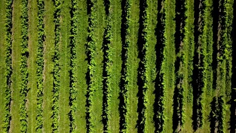 wine-vines-production-aerial-view