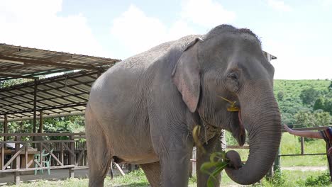 Elefante-Feliz-Comiendo-Hierba-Mais-Alta-En-Uno-De-Los-Santuarios-De-Chiang-Mai