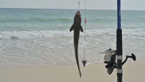 Fish-next-to-a-fishing-pole-on-a-white-sand-beach-with-emerald-waters-of-the-gulf-coast-of-the-Gulf-Of-Mexico