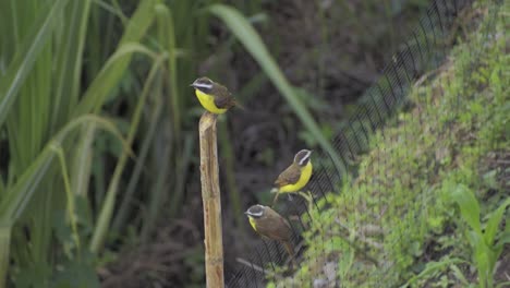 Drei-Gelb-weiß-Gekrönte-Vögel-Auf-Einem-Stock-Und-Zaun,-Drei-Gelb-weiß-Gekrönte-Spatzen,-Spatz-Kolumbien-60-Fps