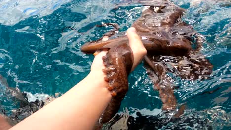 Child-Gently-Holding-A-Wild-Octopus-In-The-Palm-Of-One-Hand-During-A-Wildlife-Discovery-Tour-In-Oahu,-Hawaii