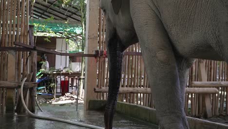 Geretteter-Elefant-In-Einem-Thailändischen-Schutzgebiet,-Der-Aus-Der-Lasche-Trinkt