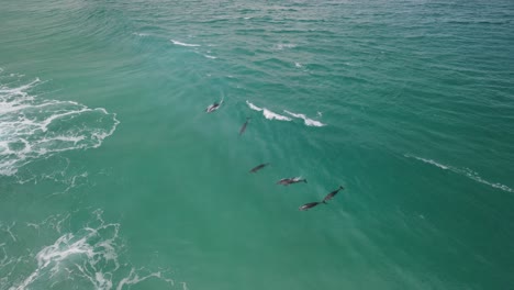 Imágenes-Aéreas-De-Drones-De-Una-Pequeña-Manada-De-Delfines,-Incluida-Una-Madre-Y-Un-Delfín-Bebé-En-Albany,-Australia-Occidental,-Pt6