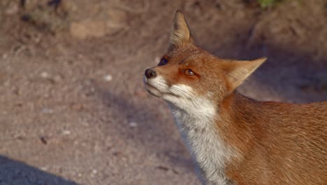 Adorable-red-fox-enjoying-golden-hour-sunshine,-high-angle-closeup,-handheld