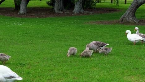 lots-of-gosling-and-goose-foraging