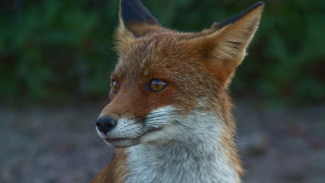 Beautiful-watchful-Red-Fox-staring-off-screen,-then-licks-nose-and-leans-down